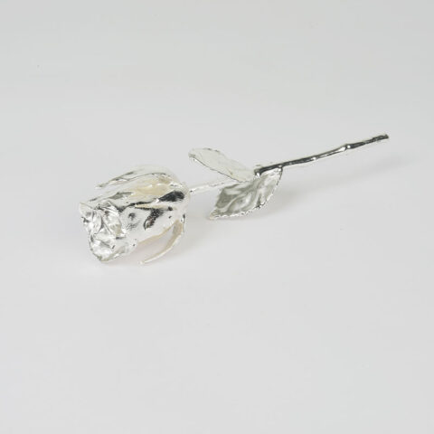 Natural Silver Rose
