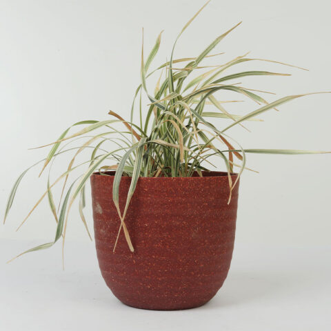 Spider Plant in Eco-Friendly Brown Pot
