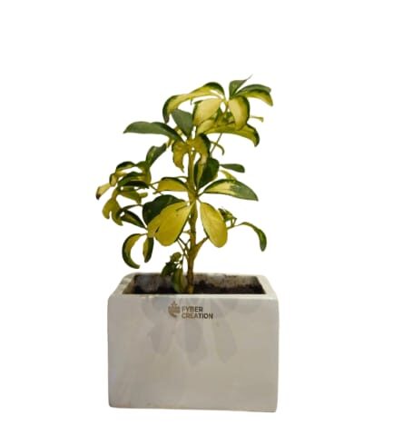 Fibre planter rectangular shaped