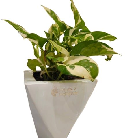 Fibre planter diamond   shaped